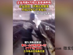 企业回应月薪4万招人去非洲养鸡 网友:我怕被电击嘎我腰