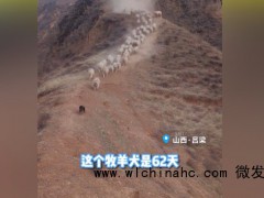 小牧羊犬带领400余头羊下坡 小小年纪就要打工挣奶粉钱了