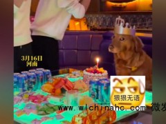 主人在KTV为狗狗庆生引发网友热议 有人认为不妥有人认为小题大做了