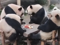 想和大熊猫做同事有点难 只可远观不可“养育”也