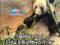 园方禁止无许可直播丫丫 游客不要在丫丫展览前露营