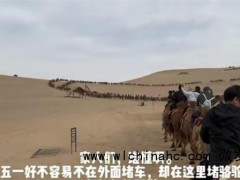 敦煌“堵骆驼”了 景区：2400多峰骆驼仍供不应求