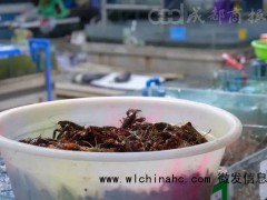 小龙虾价格近腰斩 医生提醒：切勿天天吃不可多吃