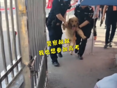 金毛随人群冲进高考考场被民警无情请出 狗子：我真的不是来捣乱的