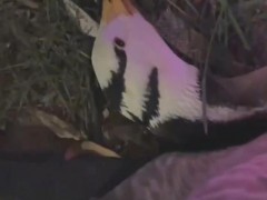 全网声讨！游客为保护孩子踢死网红大雁 设施园区已报警