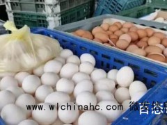 台湾面临鸡蛋过剩问题 茶叶蛋卖起来