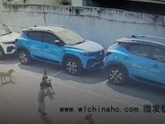 印度一地流浪狗袭击事件激增 多所学校宣布放假保障安全