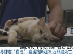 猫冠状病毒蔓延“猫岛”致死率近90% 会不会又爆发鼠疫啊?