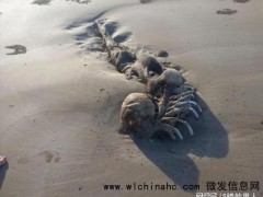 澳洲一遗骸长得像外星人，专家也被这个生物的骸骨图片难住了