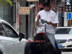 小女孩在大理街头骑着鸵鸟看书 真是一种拉风的方式