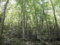 北京发现有记录以来最大规模野生铁木种群