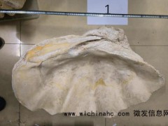 出差买了个砗磲摆件惹大祸被刑拘:涉嫌危害濒危动物