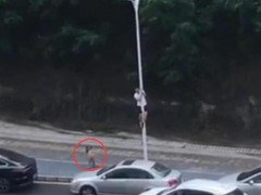 一小伙为躲狗爬上路灯杆 物业:街道综合执法工作人员赶来将狗抓走了