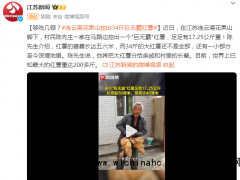 连云港花果山挖出34斤巨无霸红薯