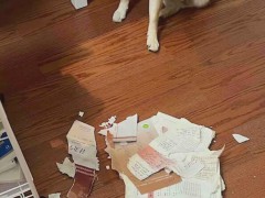 考研的书被狗子撕坏了 网友：狗子一脸窃喜！