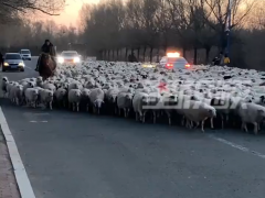 齐齐哈尔大爷骑马放羊密密麻麻一大片 网友：好多行走的羊肉串