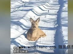 受伤小狍子拦在路中像在求救，幸遇护林员暖心救助