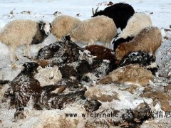 蒙古遭遇极寒灾害超60万头牲畜死亡!霸王级寒潮来袭