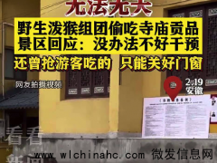 野猴进景区打狗偷供品 景区回应:没办法不好干预