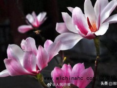 400余岁古旱莲绽放满树灿烂,太惊艳!