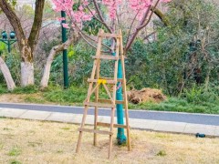 武汉赏樱点否认提供梯子拍照，梯子为游客私自携带