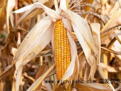 行情有变!3月26日调整后生猪、玉米、小麦价格,啥情况?