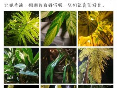 张颂文回应雷军送小米SU7：一句玩笑话您别当真，不过橄榄色挺好看的