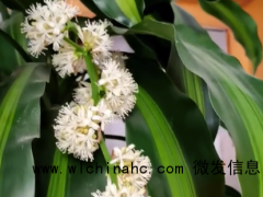 时隔12年,市民家的巴西美人蕉再开花