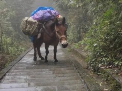 峨眉山景区回应骡子负重爬山腿打颤 已教育村民合理使用牲畜