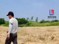 几十亩小麦被人开收割机偷了 农民心血谁来守?