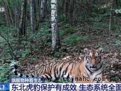 数"说旗舰物种多样化保护之路:生态卫士的华丽归来