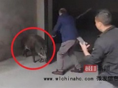 160斤野猪现市区已无害处理:市民受伤后获救治