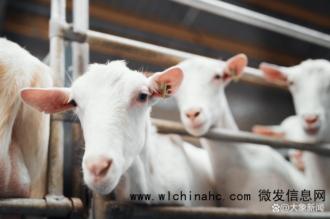 农民卖羊肉被开10万罚单 合理吗？