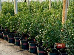 男子带着千万资产回乡创业养猪种地 打造农业品牌带动乡村振兴[推荐]