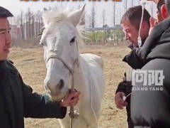 湖北仙桃将为救人白马建雕像 入江救人白龙马将拥有雕像[推荐]