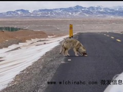 野狼追逐汽车讨食？当地回应 投喂改变习性引发担忧[推荐]