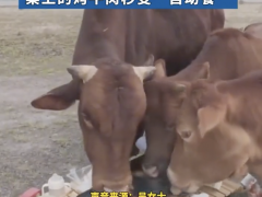 一家人露营烧烤变牛牛吃自助[推荐]