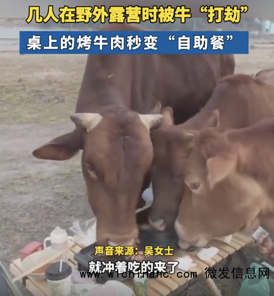 一家人露营烧烤变牛牛吃自助