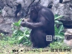 动物园的猩猩居然抽起了烟！只抽特定品牌，有自己的专属打火机[推荐]