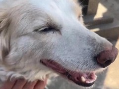 偷吃墓园贡品的边牧已被禁足 墓区贡品处理引热议[推荐]