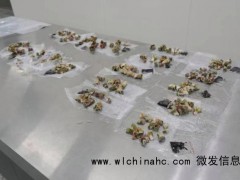 海关查获濒危石珊瑚161块 4名旅客身绑走私[推荐]