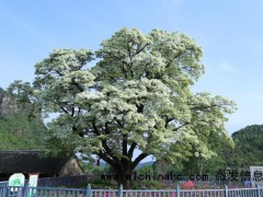 580岁古流苏树盛放白似雪 市民打卡热门地[推荐]