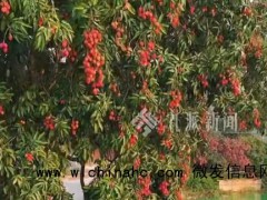 90后小伙拍下1300年荔枝树采摘权 第一时间与家人分享！