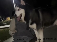 男子提醒狗主人牵绳被打至轻伤二级 当事人已向警方报警!