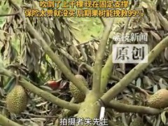 台风蝴蝶致三亚榴莲掉满地 目前当地情况如何？