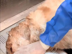 司法部门回应金毛被打死 律师解析法律责任[推荐]