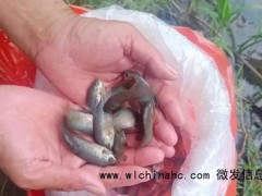 佛山禅城投放5000多条“灭蚊鱼” 生态防控蚊虫[推荐]