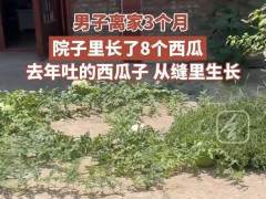 男子离家前吐西瓜籽回来时满院西瓜 自然馈赠的惊喜[推荐]