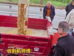 男子开收割机抢收玉米12小时：尽量帮忙减少损失[推荐]