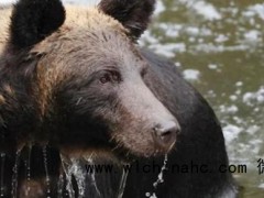 熊伤人事件数量再破纪录，日本熊泛滥了？气候变化也是背后的推力 人熊边界模糊加剧[推荐]